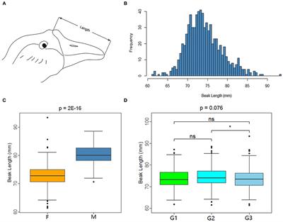 Identification of Key Candidate Genes for Beak Length Phenotype by Whole-Genome Resequencing in Geese